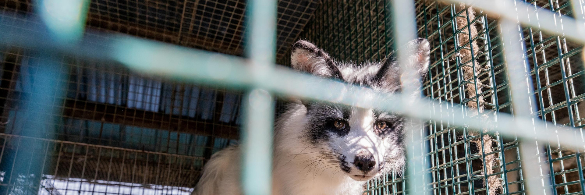 Fox in a cage at a fur farm