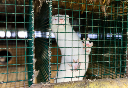 Finnish Authorities Order Mink to Be Culled on Fur Farms