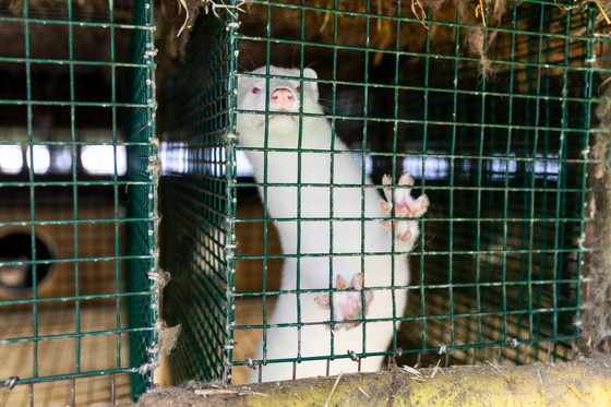 Mink in a cage at a fur farm
