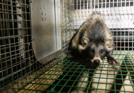 Raccoon dog inside a tiny dark cage at a fur farm