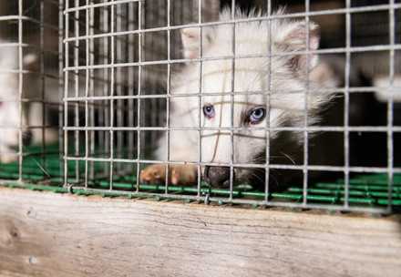 White polar fox inside a tiny cage at a fur farm