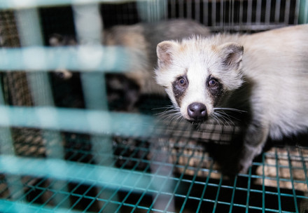 Woolrich: Still Ignoring Animal Cruelty Raccoon dog inside a tiny dark cage at a fur farm
