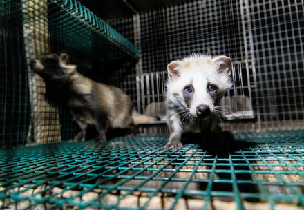Raccoon dog in a cage at a fur farm