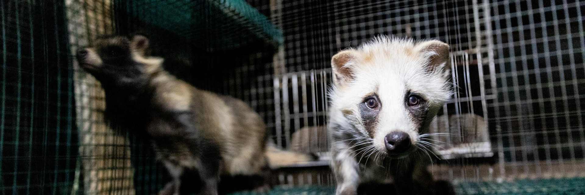 Raccoon dog at a fur farm in Finland