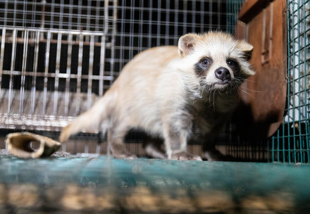 Raccoon dog inside a tiny dark cage at a fur farm