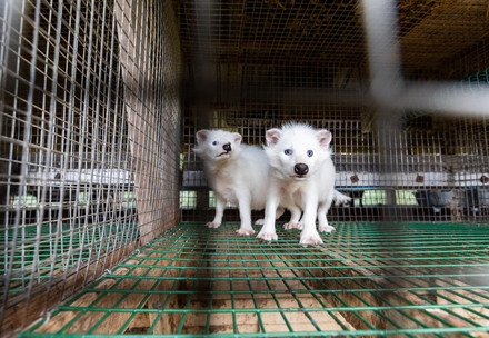 Two white raccoon dogs in a small cage at a fur farm in Finland