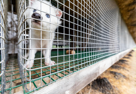 Raccoon dog at a fur farm