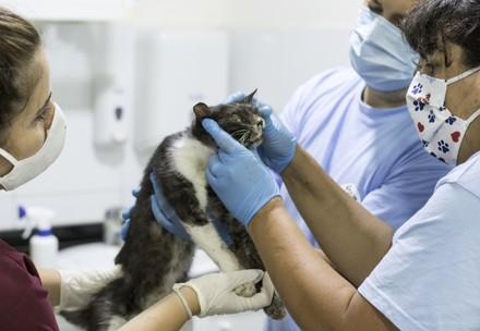 Urgent medical attention to animals in need