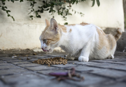 Stray cat receiving food in Beirut, Lebanon