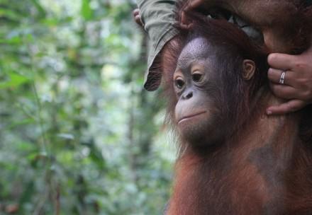 Orangutan Damai