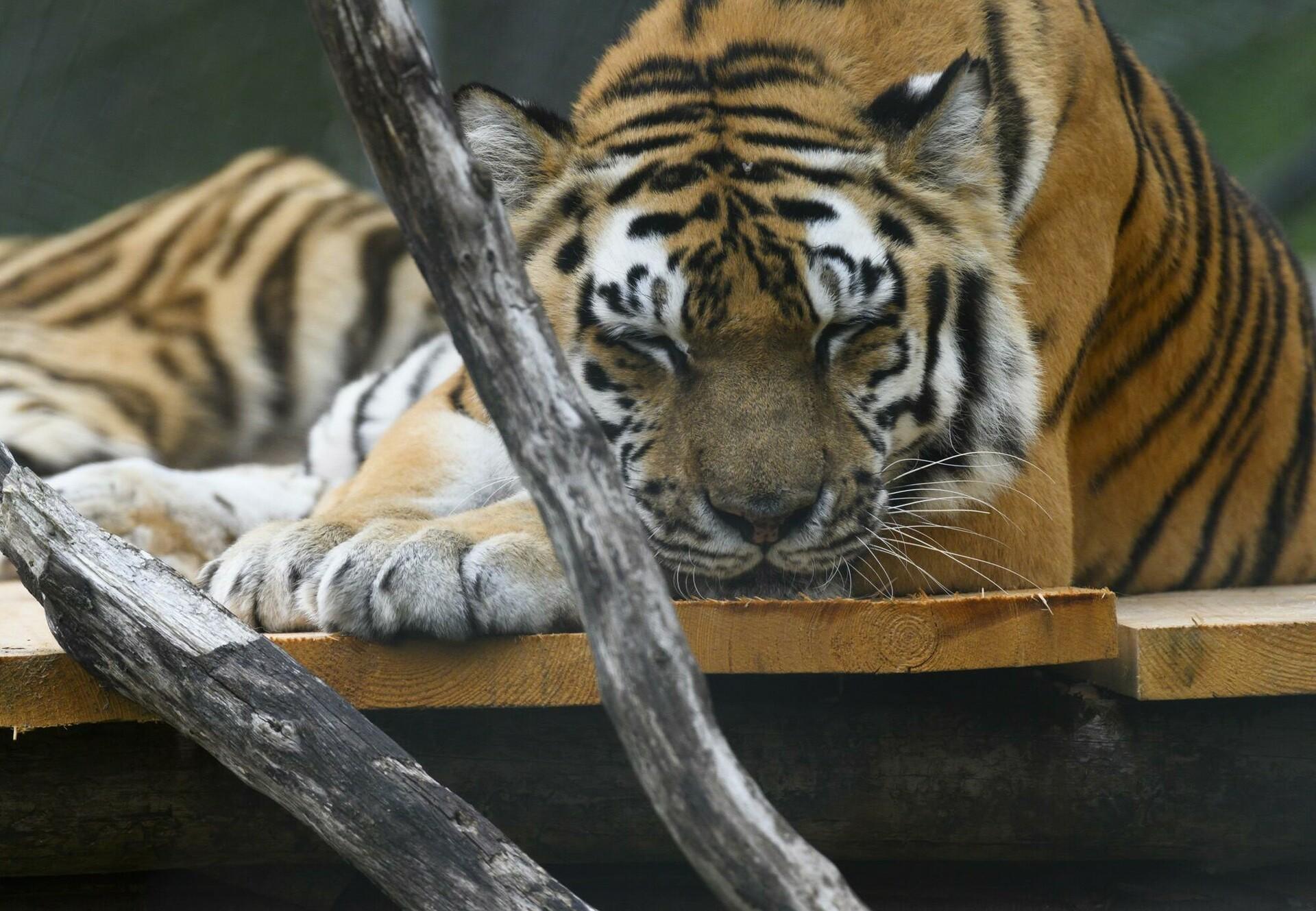 Tiger Jill at TIERART Tiger Jill at TIERART