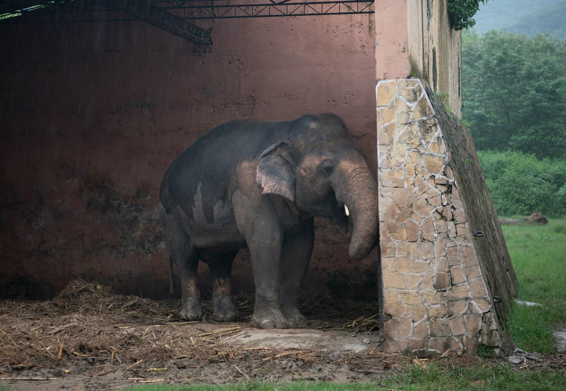 Elephant Kaavan will soon leave Pakistan