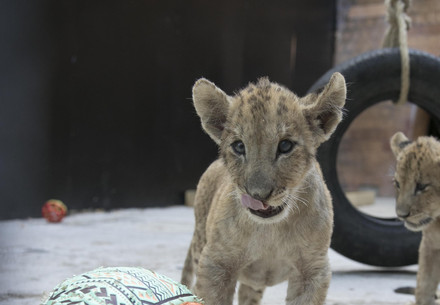 Lion cubs in zoo