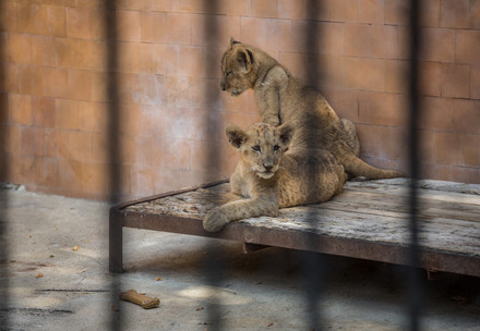 Two lion cubs in Bulgaria
