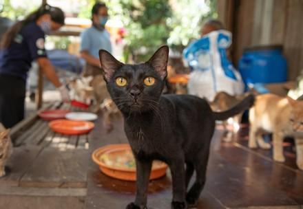 Stray cats in Cambodia
