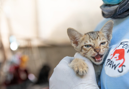 Cat with a FOUR PAWS team member in Cambodia