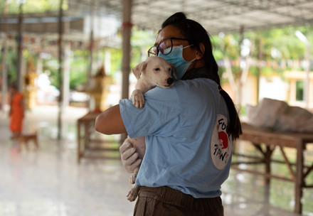 Help stray cats and dogs