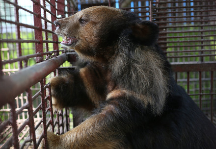 Bile bear in a cage