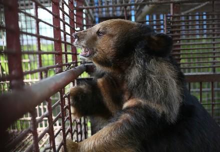 7 bile bears rescued 7 bile bears rescued