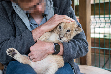 Man holding stressed looking lion cub 