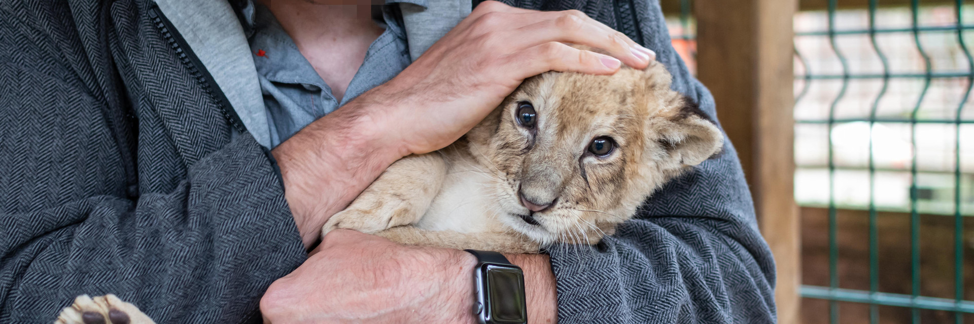 Distressed lion cub being held by a man