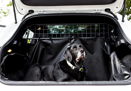 Black dog in the boot of a car