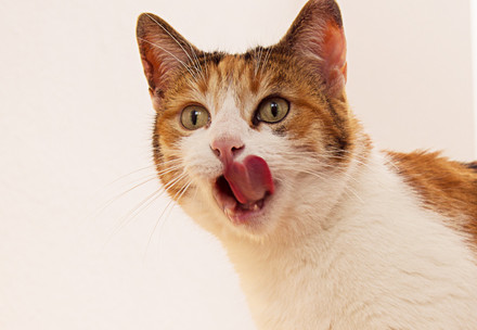 Cat in a summer garden