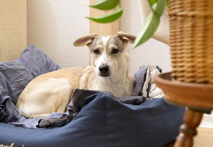 Dog laying in a dog bed