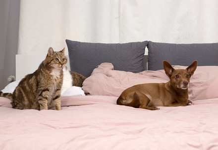 Dog and cat on a sofa