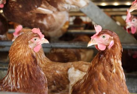 A female laying hen in a barn