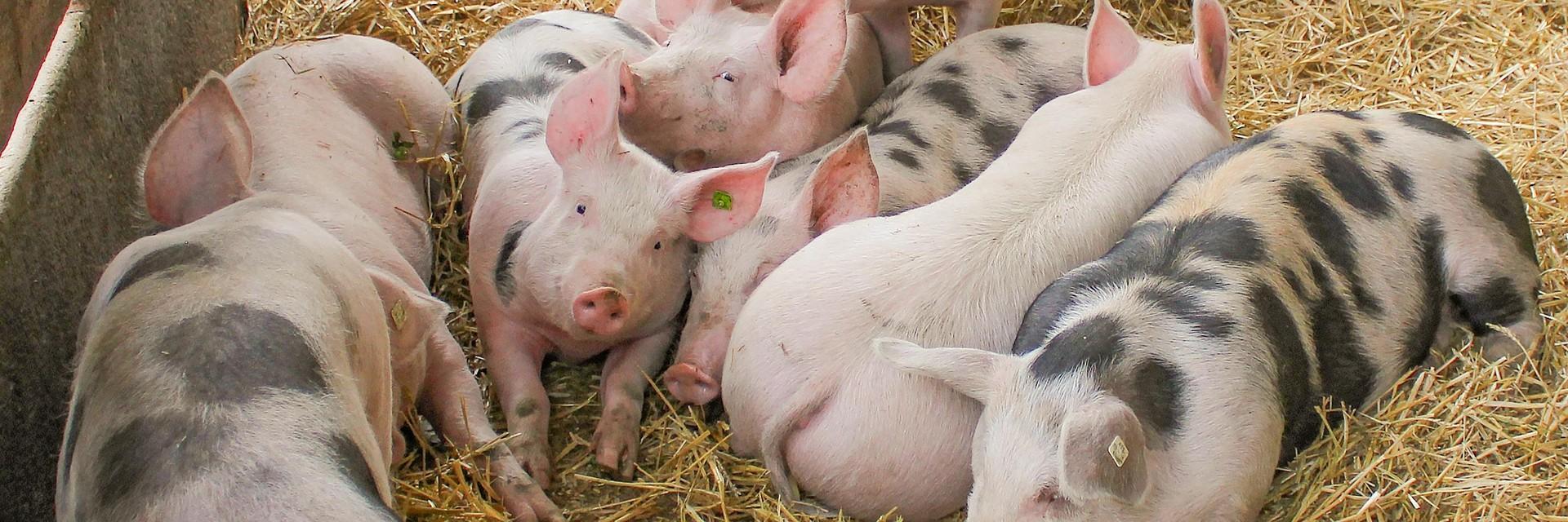 Piglets lying on hay