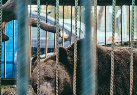 Rescue Bear Mykhailo Rescue Mykhailo