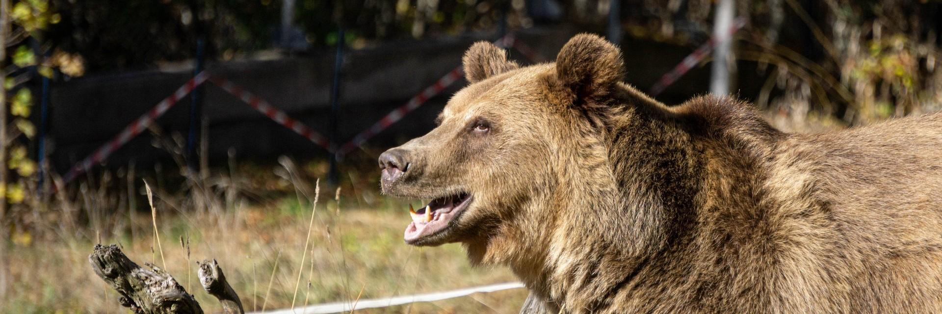 Bear Teddy at Belitsa Bear Teddy at Belitsa