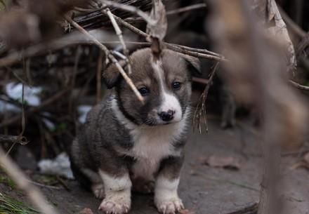 Stray dogs in Ukraine