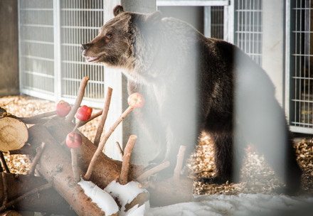 Jambolina looks over her new home Jambolina looks over her new home