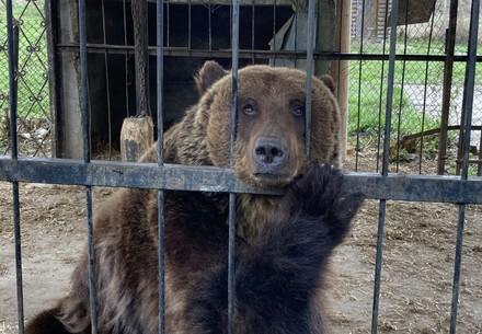 Bear in private keeping