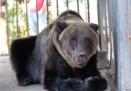 Bear Martha is being rescued from a closed restaurant