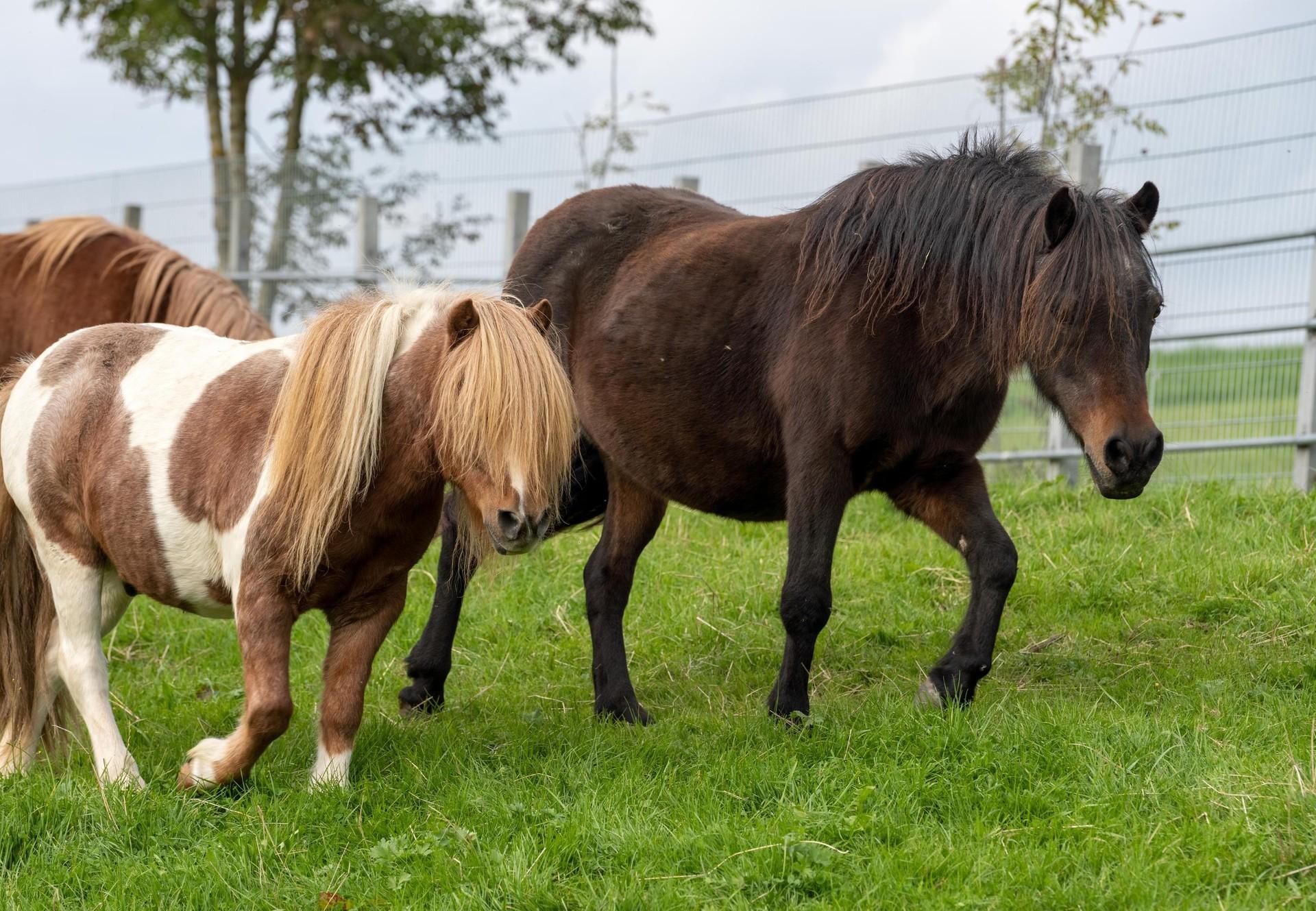 Horses at our sanctuary