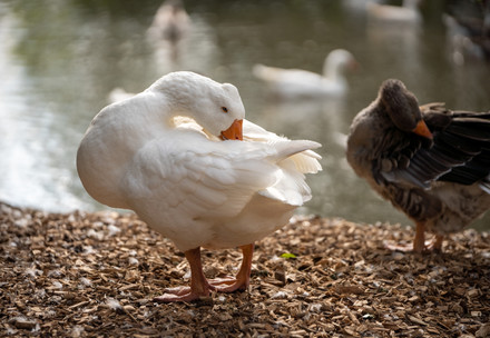 Geese next to a pond Geese next to a pond