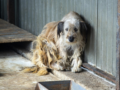 Stray dog sitting next to a wall Stray dog sitting next to a wall