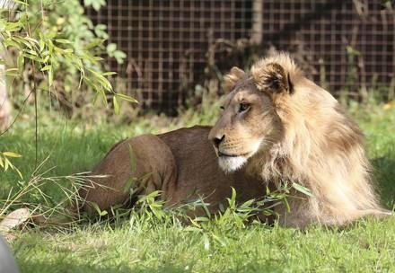 Rescue Seven Romanian Lions