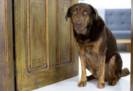 Checklist – What to Consider before Adopting a Pet Dog