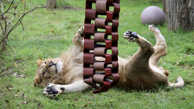 A Gift of Joy Lion Simba playing at FELIDA Big Cat Sanctuary