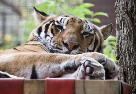 Rescue Tiger Tsezar Rescue Tsezar