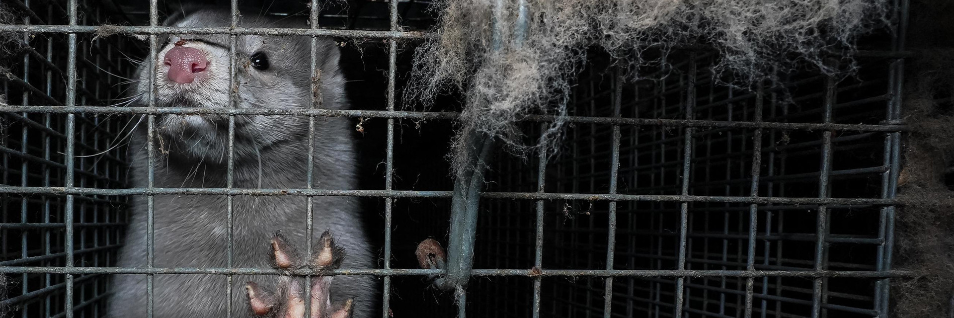 mink in a cage at a fur farm in poland 
