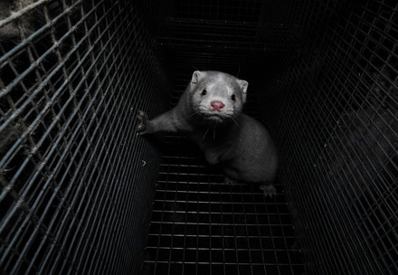 Mink in a cage at a fur farm