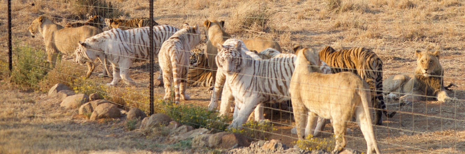 BAN THE COMMERCIAL TRADE OF BIG CATS IN SOUTH AFRICA