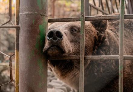 Bear Vova before rescue