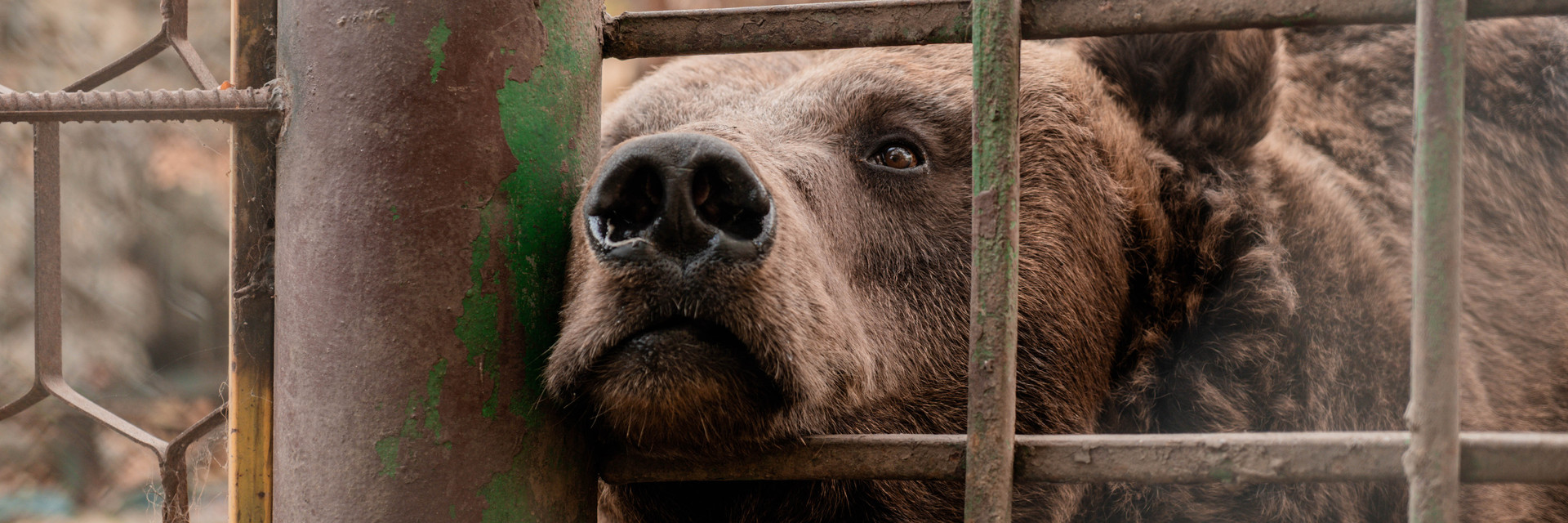 Bear Vova before rescue