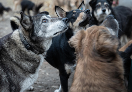 Stray dogs in Chișinău, Moldova